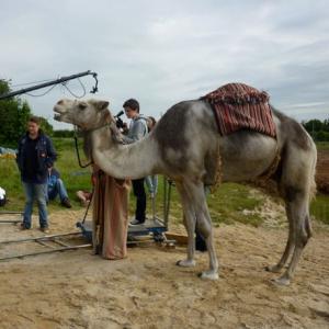 Camels for film, television and photography