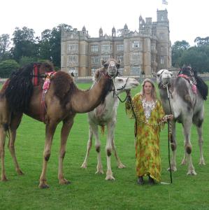 camels at house
