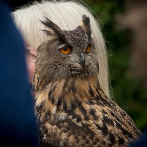 Birds of Prey available for film, television and photography
