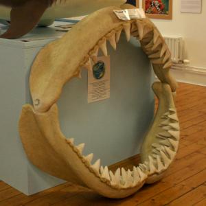 Megalodon jaw