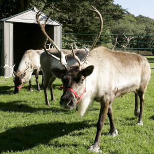 several reindeer at home
